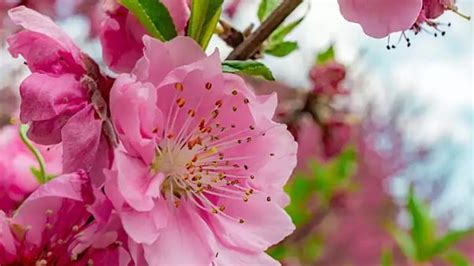 沐浴桃花意思